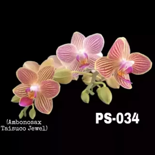 Phalaenopsis Ps-034
