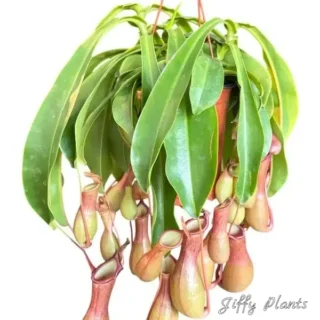 Pitcher Plant - Nepenthes Ventrata
