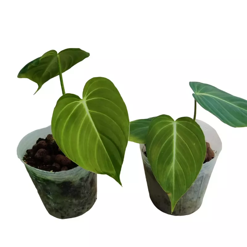 PHILODENDRON GLORIOUS