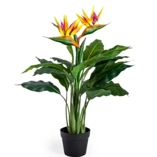birds of paradise plant