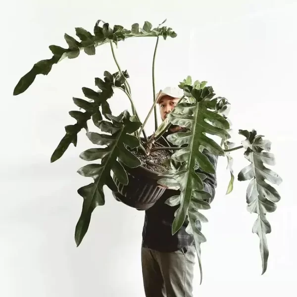 Philodendron Bob Cee