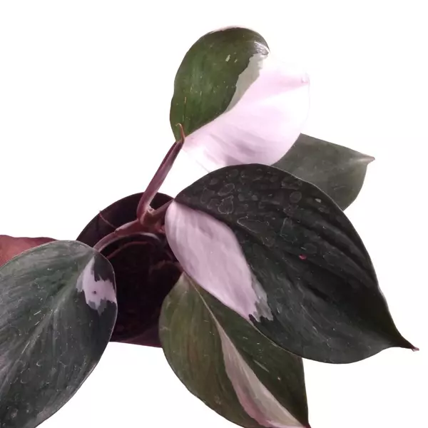 Philodendron white knight