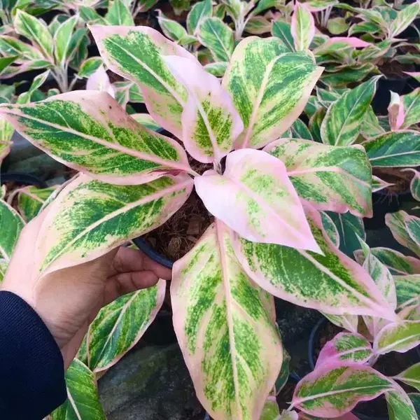 Siam pink aurora aglaonema plant