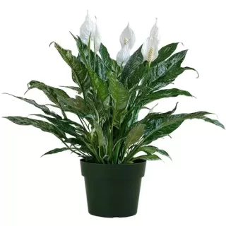 Variegated Peace, Lily Domino (Spathiphyllum hybrid