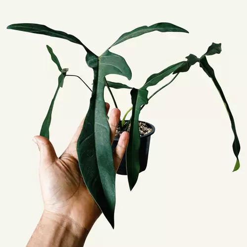 Philodendron Longilobatum Lelano Miyano