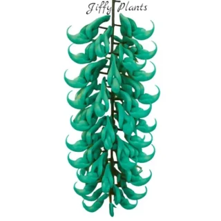 Blue Jade Vine (Strongylodon Macrobotrys)