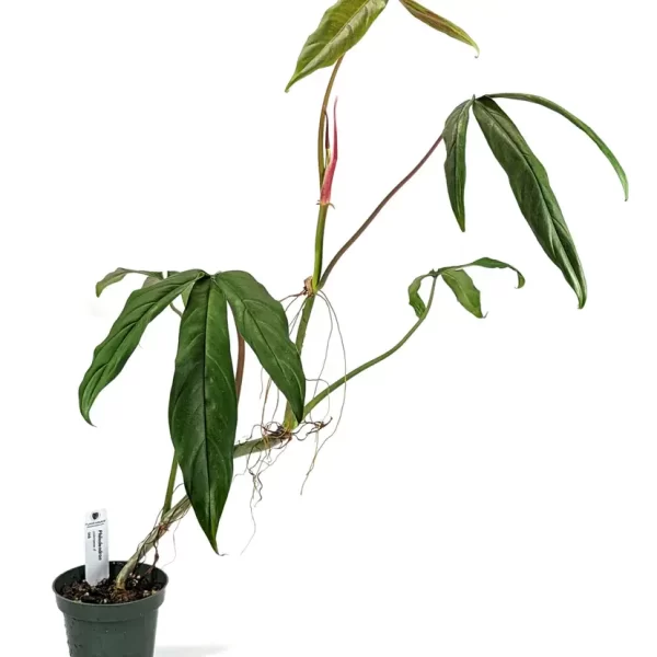 Philodendron paloraense