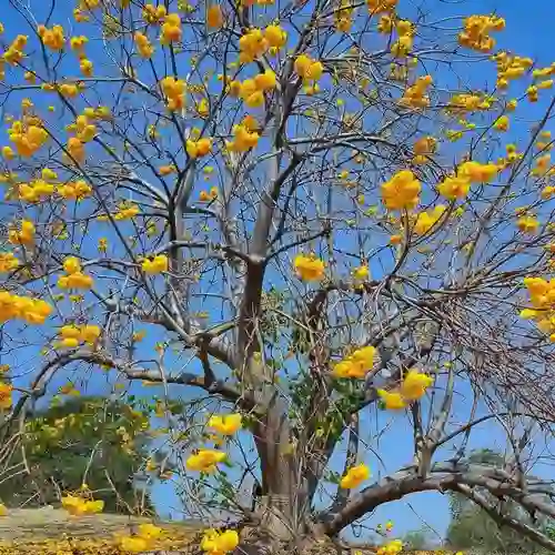 Cochlospermum religiosum (Golden Silk Cotton tree)