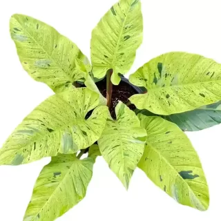 philodendron ruaysap marble variegated