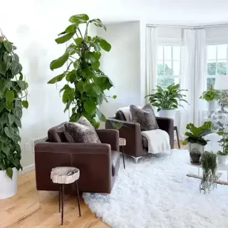 Livingroom plants