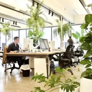 Office plants