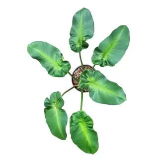 Philodendron Rugosum Aberrant Form