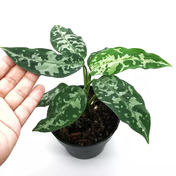 Aglaonema Pictum Bicolor - Rare - Jiffy Plants