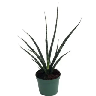 Sansevieria Fernwood