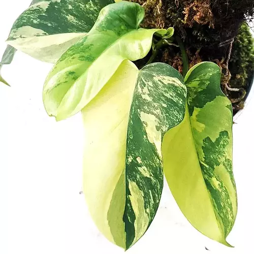 Philodendron Bipennifolium Variegated