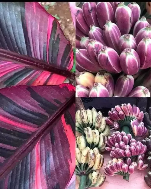 Musa Nono Pink Variegated Banana - Very Rare - Jiffy Plants