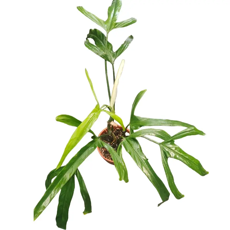 Philodendron paloraense