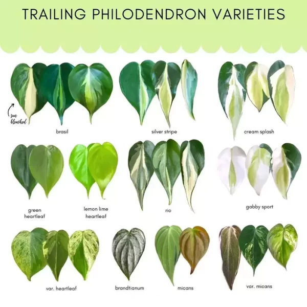 Philodendron Silver Stripe