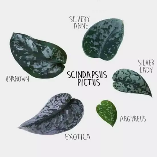 Scindapsus 'Unknown'