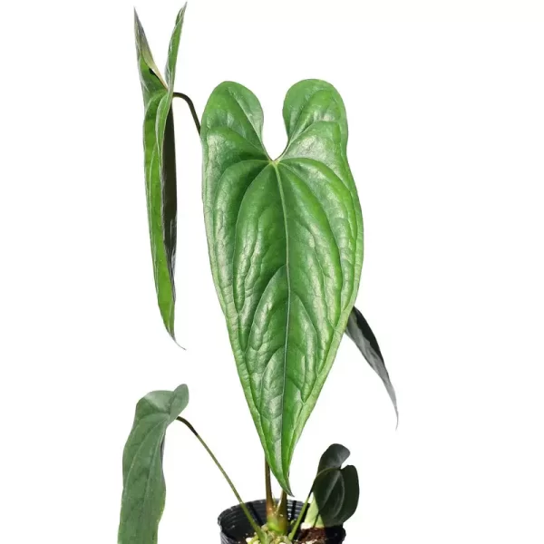 Anthurium nigrolaminum 'Gigi'
