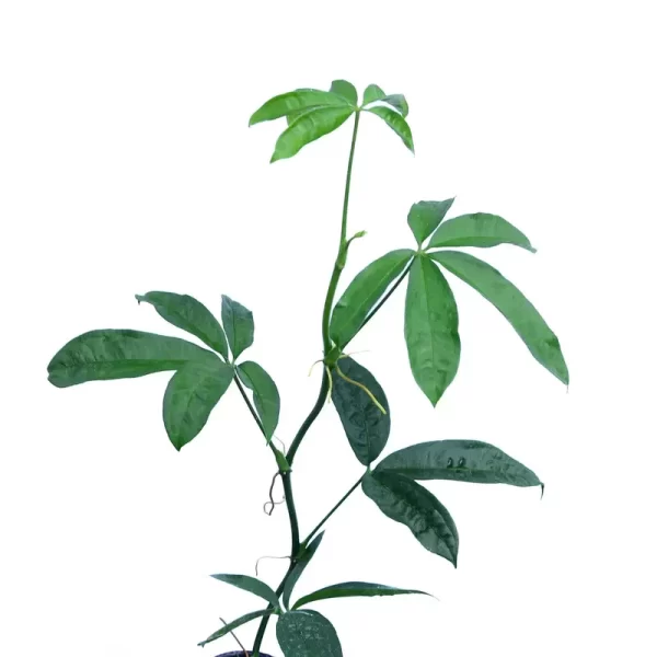 Anthurium pentaphyllum
