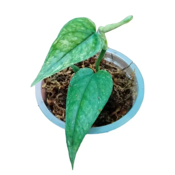 Epipremnum pinnatum cebu blue variegated