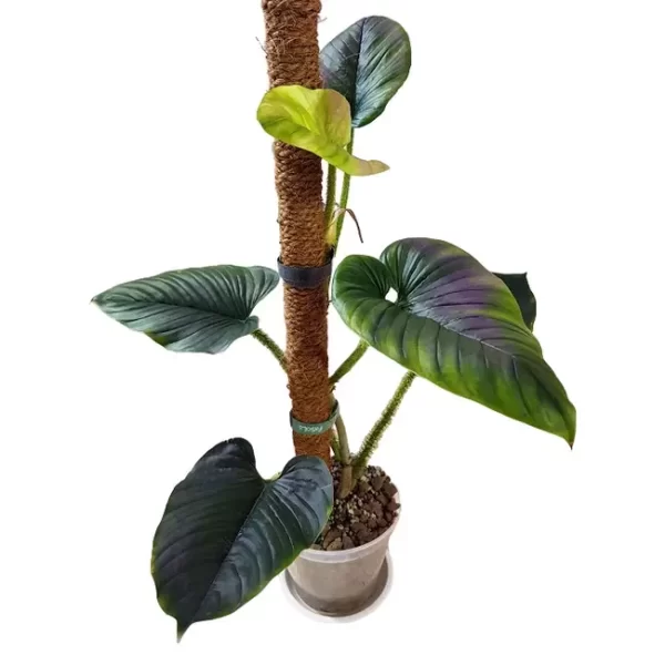 Philodendron Serpens