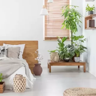 Bedroom plants