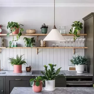 Kitchen plants