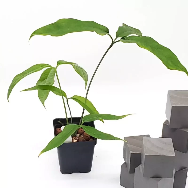 ANTHURIUM CLAVIGERUM