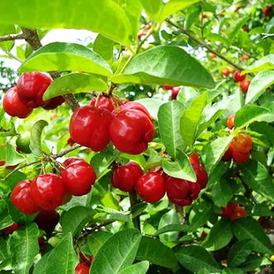 Apple Cherry Plant