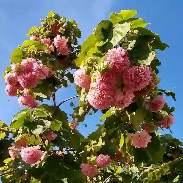Pink Ball Tree, Dombeya Wallichii