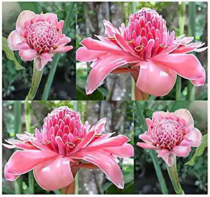 PINK TORCH GINGER