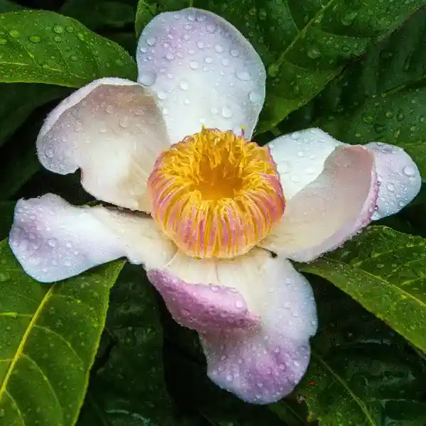Gustavia Augusta, Lotus Tree