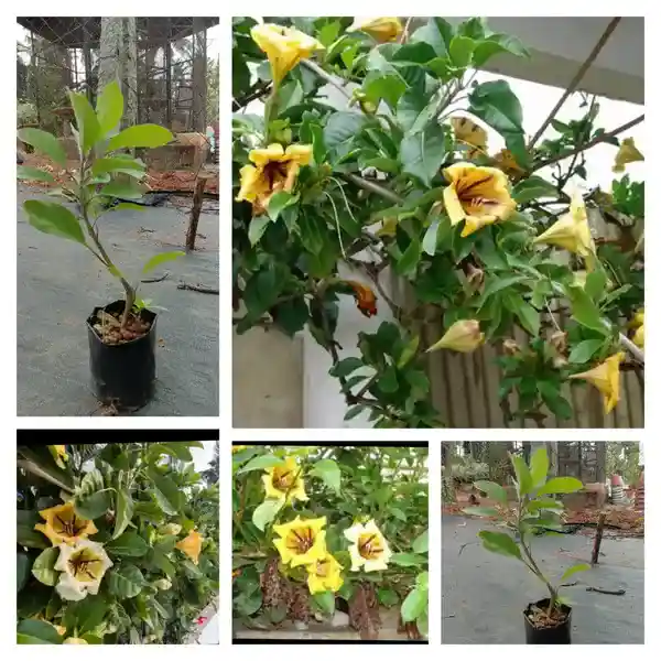 cup of gold vine plant