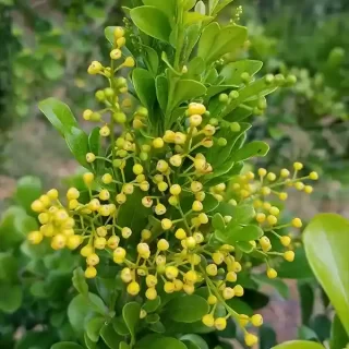 Chinese Perfume Plant,Mock lime, Aglaia odorata
