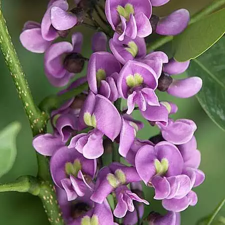 Lonchocarpus Violaceus