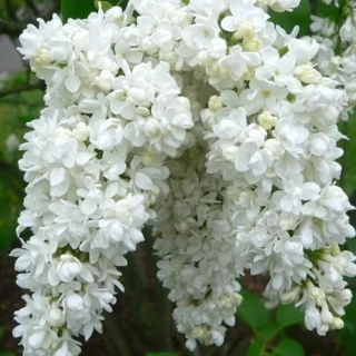 Manimulla, Zinfandel and White Lilac