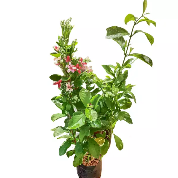 Madhumalti Creeper New Double Petals Rangoon Creeper Combretum Indicum Live Plant Flowers Creeper With Fragrance