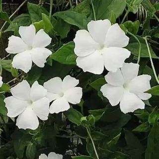 Thunbergia Fragrans (Thunbergia White gem) Plant