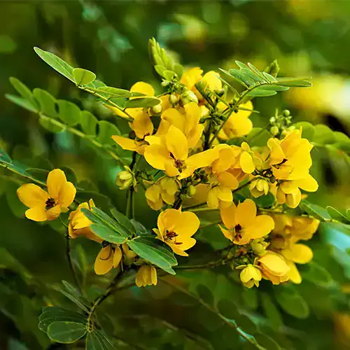 Cassia Biflora Flower Plant