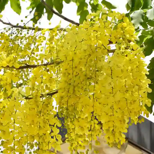 Canadian Konna, Cassia fistula, Golden Shower Tree