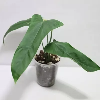 Philodendron balaoanum