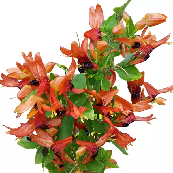 Ruttya fruticosa Orange Rabbit Ears, Orange Bird, Hummingbird plant