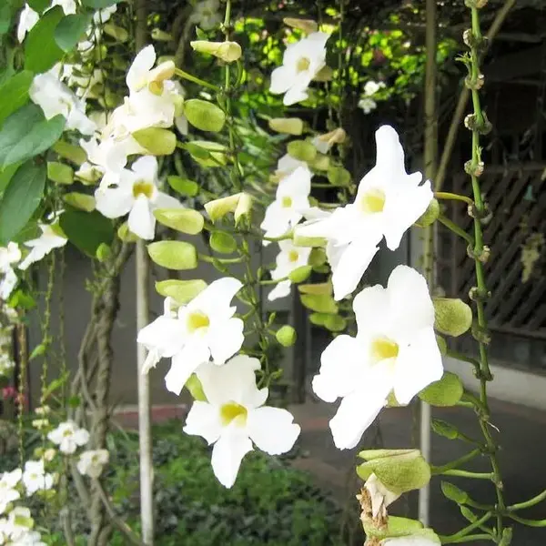 Thunbergia Fragrans (Thunbergia White gem) Plant