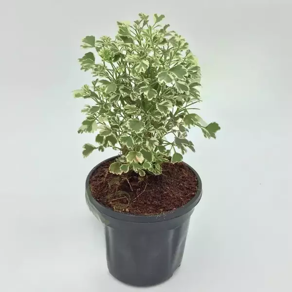 Aralia Miniature Plant