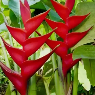 Heliconia St. Rose