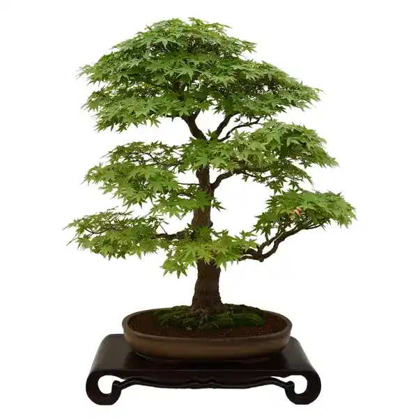 Japan Green Maple (Acer Palmatum)