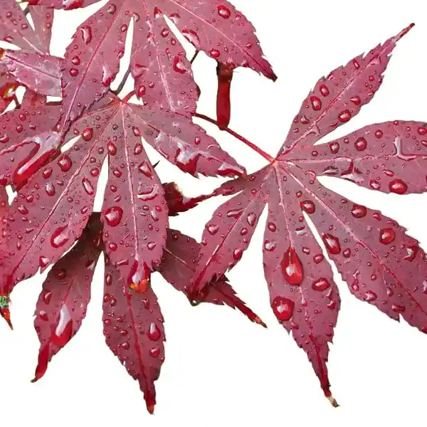 Japanese Red Maples