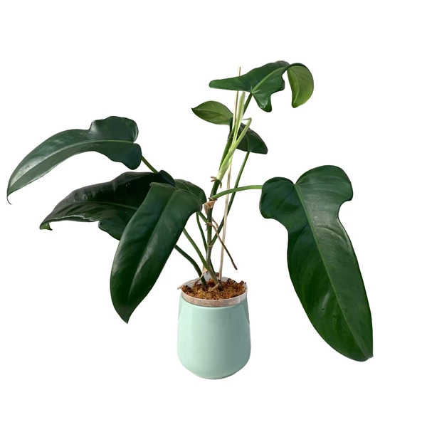 philodendron jerry horne